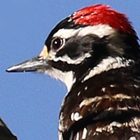 Nuttall's Woodpecker NUWO male