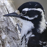 Nuttall's Woodpecker NUWO female
