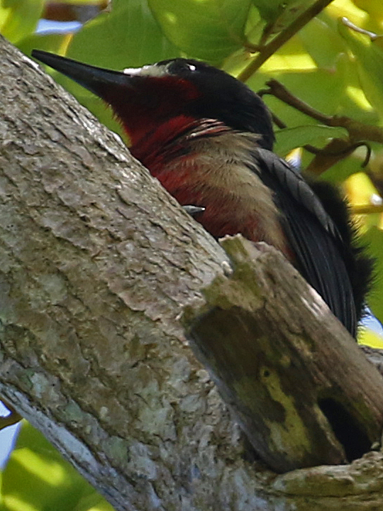 Puerto Rican Woodpecker PRWO PR