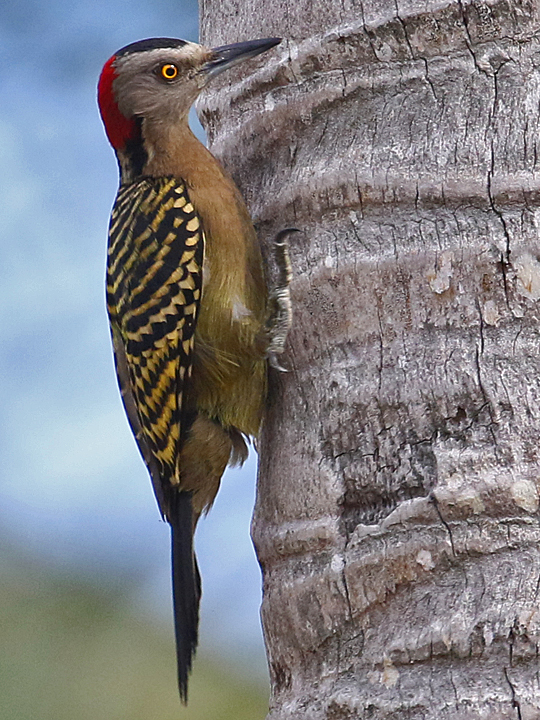 Hispaniolan Woodpecker HIWO F DR