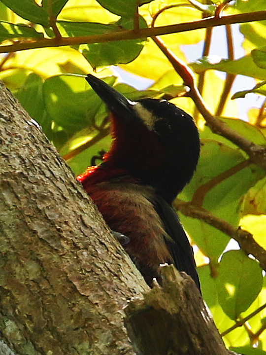 Puerto Rican Woodpecker PRWO PR