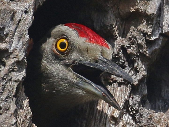 Hispaniolan Woodpecker HIWO M DR