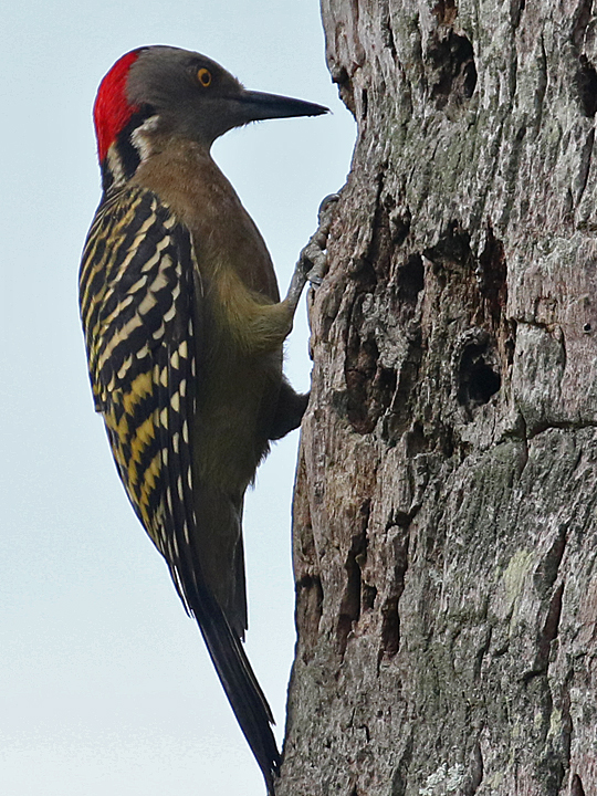 Hispaniolan Woodpecker HIWO F DR