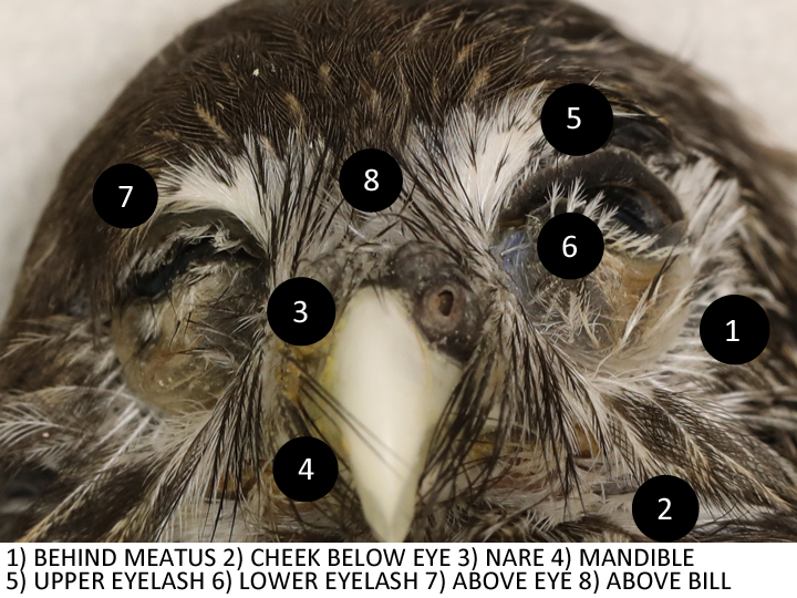 Ferruginous Pygmy Owl FEPO facial sampling