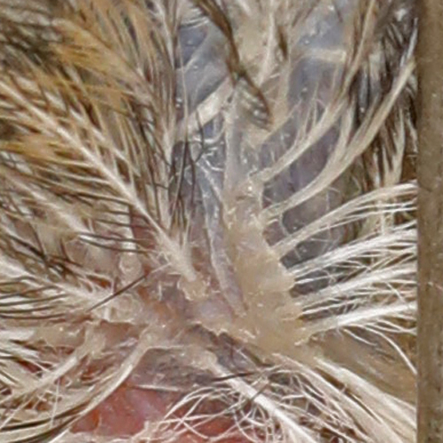 Ferruginous Pygmy-Owl FEPO feather track