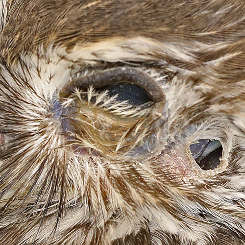 Ferruginous Pygmy-Owl FEPO meatus