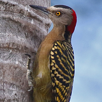 Hispaniolan Woodpecker HIWO DR