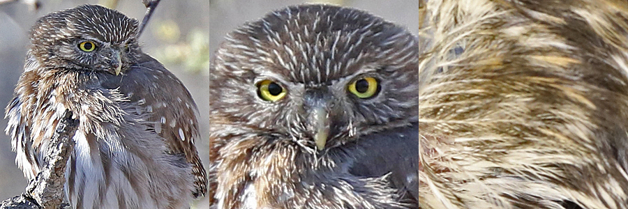 Ferruginous Pygmy-Owl FEPO