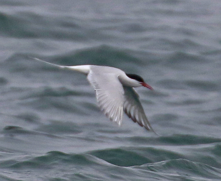 Arctic Tern ARTE