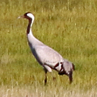 Common Crane CCRA