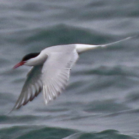 Arctic Tern ARTE