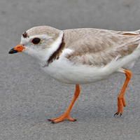 Piping Plover PIPL