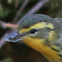 Blackburnian Warbler BLBW