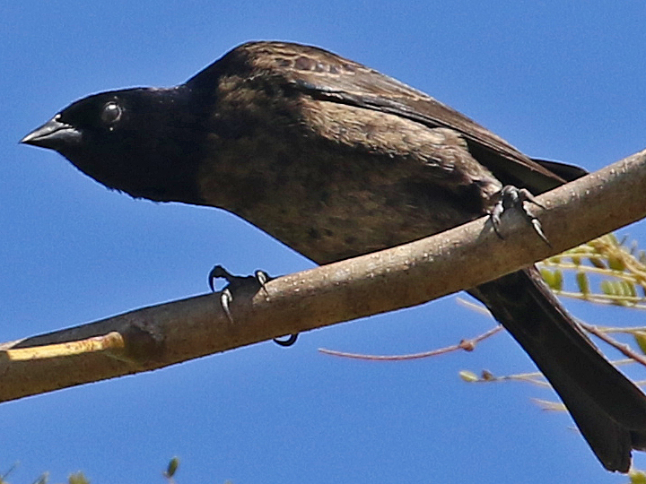 Shiny Cowbird juvenile male 