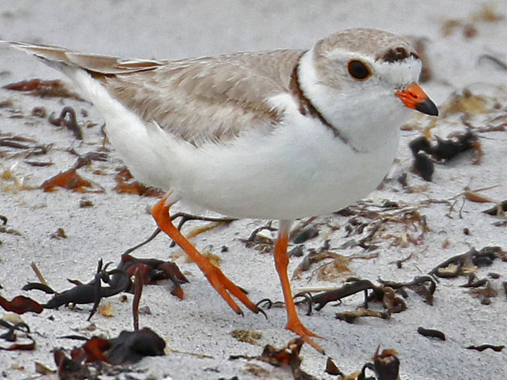 Piping Plover PIPL