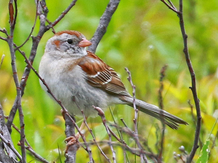 Field Sparrow FISP
