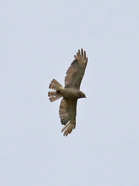 Broad-winged Hawk BWHA dark morph