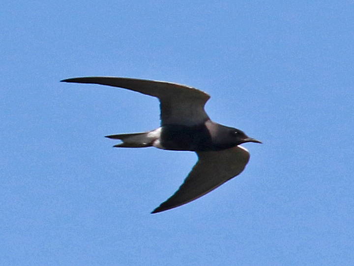 Black Tern BLTE