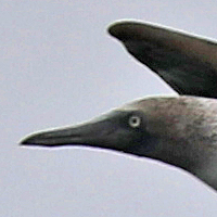 Blue-footed Booby BFBO