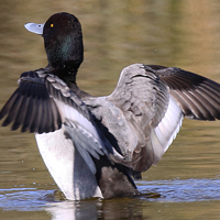 Greater Scaup GRSC male