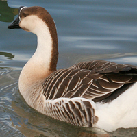 Chinese Goose Domestic
