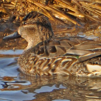 Green-winged Teal GWTE female