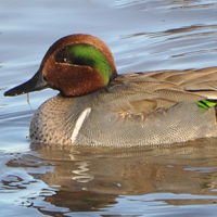 Green-winged Teal GWTE male