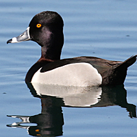 Ring-necked Duck RNDU male