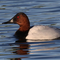 Canvasback CANV male