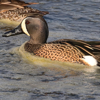 Blue-winged Teal BWTE male