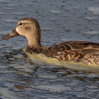 Blue-winged Teal BWTE female