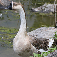 African (Swan) Goose Domestic