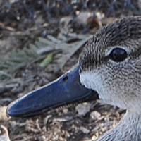 Blue-winged Teal BWTE female