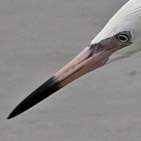 Reddish Egret REEG White Morph