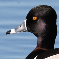 Ring-necked Duck RNDU male