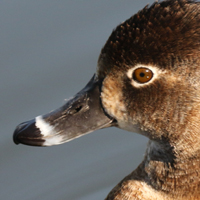 Ring-necked Duck RNDU female