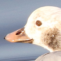 Long-tailed Duck LTDU female