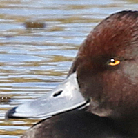 Greater Scaup GRSC male