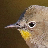 Yellow-rumped Warbler YRWA male Audubon