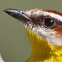 Rufous-capped Warbler RCWA