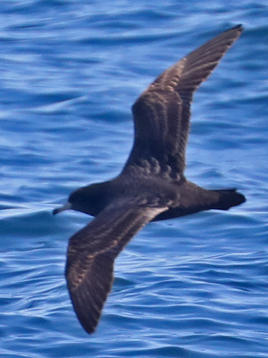 Flesh-footed Shearwater FFSH