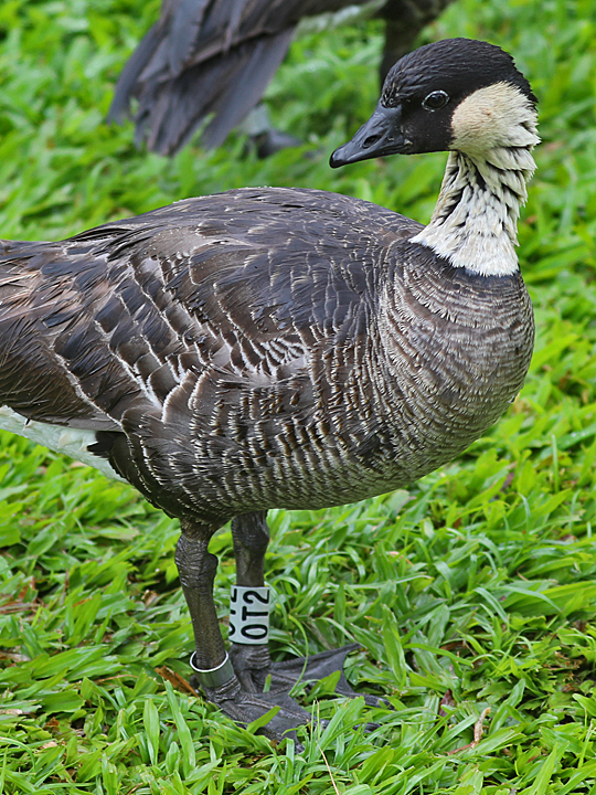 Hawaii Goose HAGO