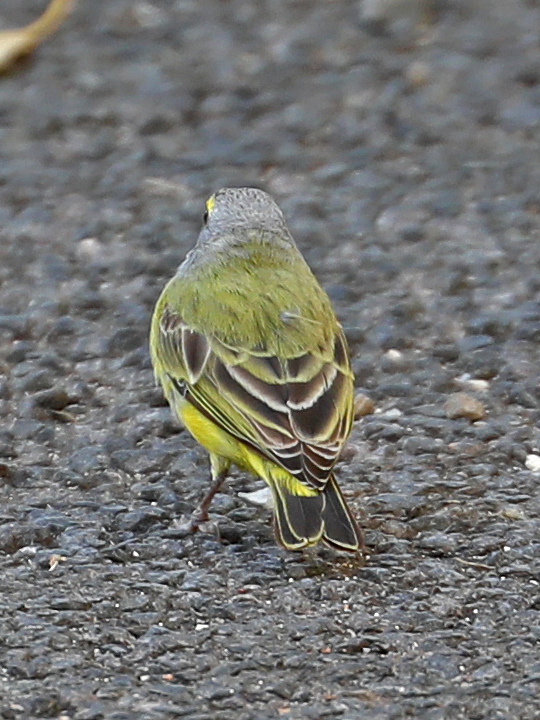 Yellow-fronted Canary YFCA
