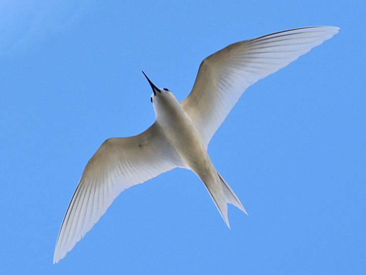 White Tern WHTT