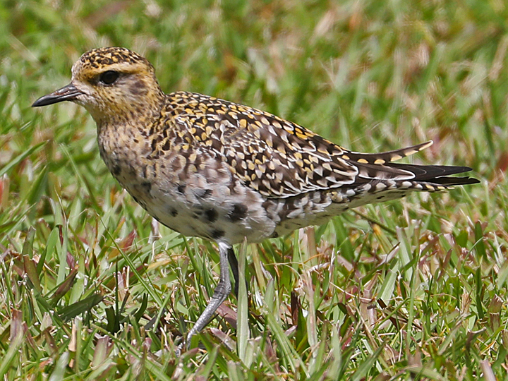 Pacific Golden-Plover PAGP