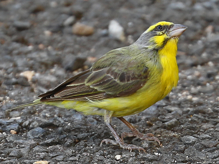 Yellow-fronted Canary YFCA