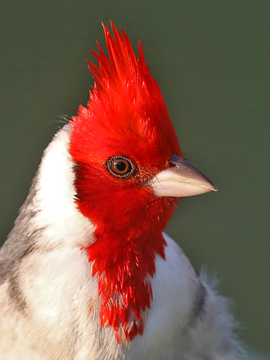 Red-crested Cardinal RCCA