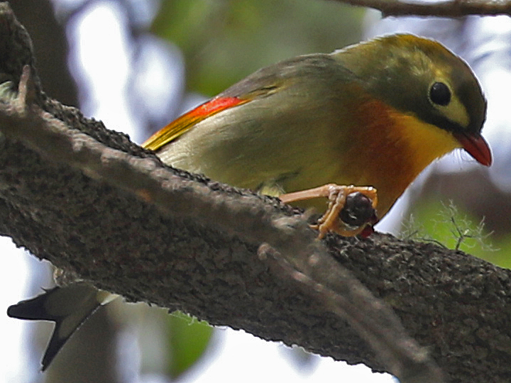 Red-billed Leiothrix RBLE