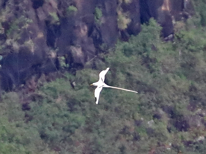 White-tailed Tropicbird WTTR
