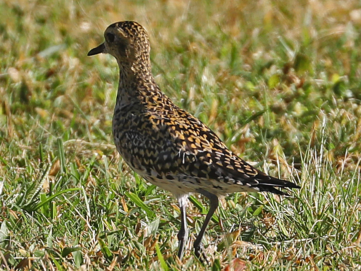 Pacific Golden-Plover PAGP